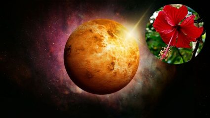 Vastu tips For Shukra Grah: शुक्र ग्रह मजबूत करण्यासाठी कोणती झाडे लावावीत? जाणून घ्या वास्तुशास्त्रातील महत्त्वाचे नियम