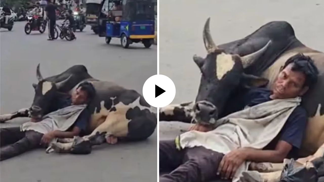 हे फक्त भारतातच होऊ शकते! थेट रस्त्याच्या मध्यभागी बैलाच्या कुशीत झोपला पठ्ठ्या; VIDEO पाहून नेटकऱ्यांनी घेतली मज्जा