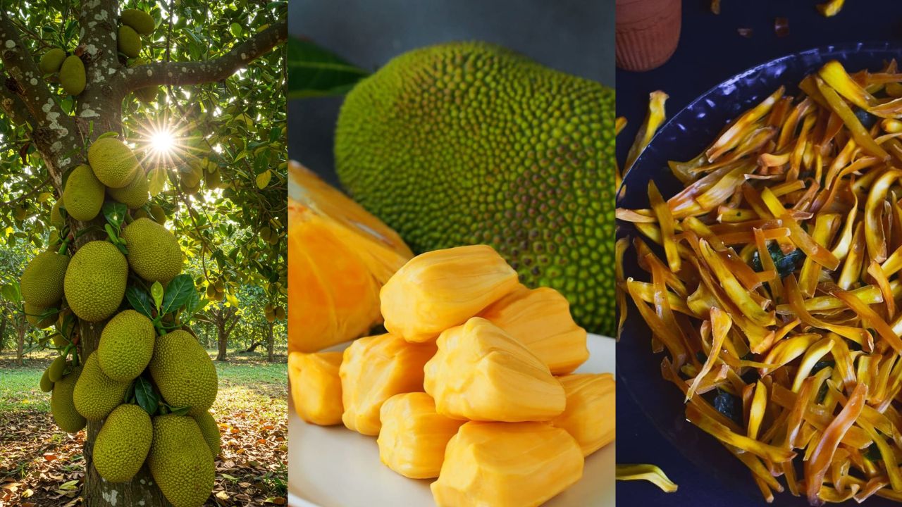 World Jackfruit Day : काटेरी कवचाच्या आत दडलाय आरोग्याचा खजिना; ‘फणस दिन’ निमित्त जाणून घ्या याचे छुपे गुणधर्म