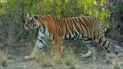 Wardha News : वनविभाग पिंजतोय जंगल; नर वाघाचा मुक्तसंचार, १० गावांना वनविभागाचा सतर्कतेचा इशारा