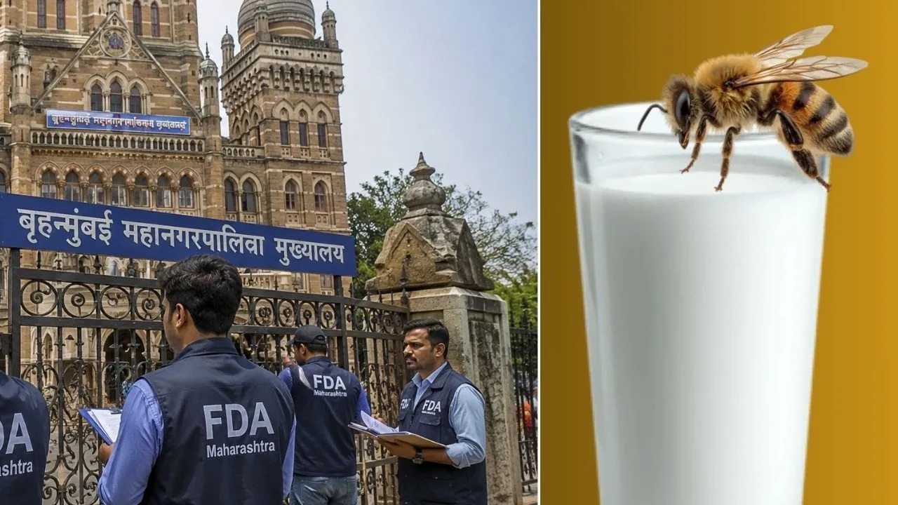 FDA On BMC Canteen: मुंबई महापालिका कँटीनवर FDAचा दणका; ताकात माशी सापडल्याने कँटीन सील करण्याचे निर्देश