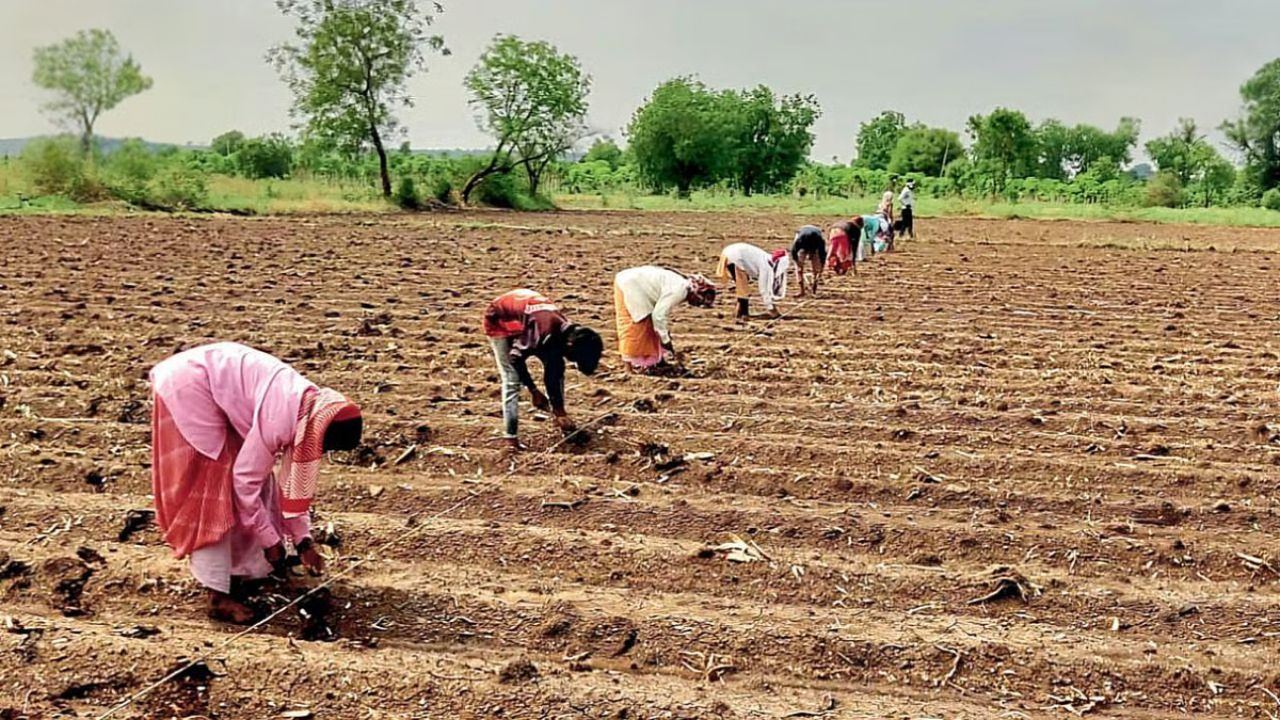 अनसिंग परिसरात पेरण्या अंतिम टप्यात! विवंचनेत सापडलेल्या बळीराजा दिलासा