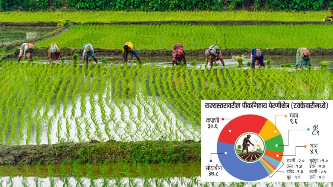 Buldhana News: कपाशीपेक्षा सोयाबीनचाच दबदबा, राज्यात सर्वाधिक ३७.८% क्षेत्र व्यापले, सरासरी ८२ टक्के पेरणी