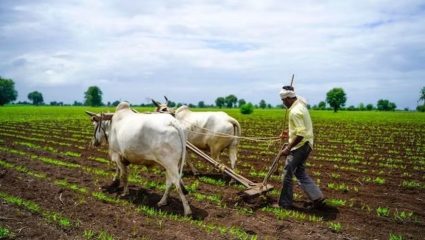 Farmers News: विदर्भात २६ टक्के पेरणी बाकी, राज्यात अमरावती विभाग आघाडीवर, जिल्ह्यांमध्ये बुलढाणा ‘टॉप’