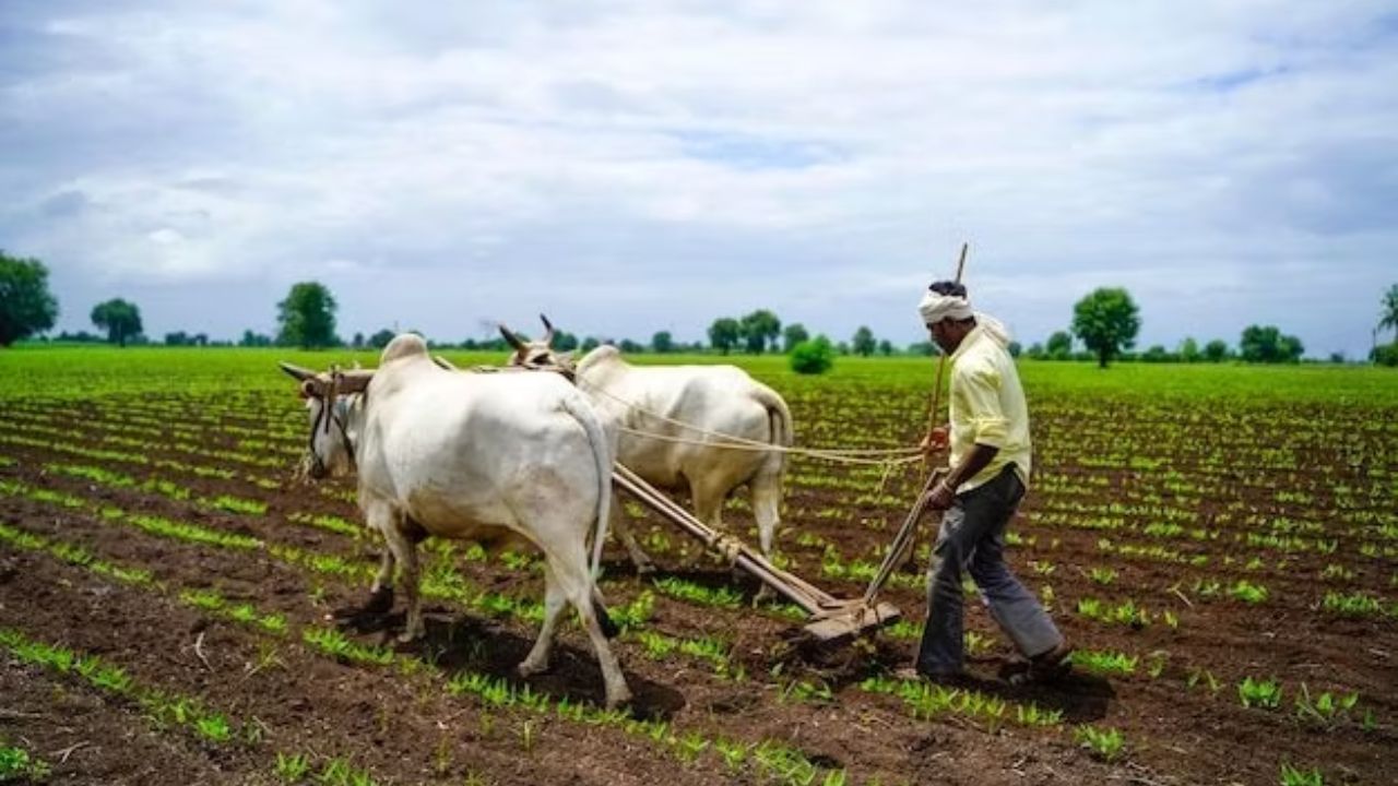 Farmers News: विदर्भात २६ टक्के पेरणी बाकी, राज्यात अमरावती विभाग आघाडीवर, जिल्ह्यांमध्ये बुलढाणा ‘टॉप’