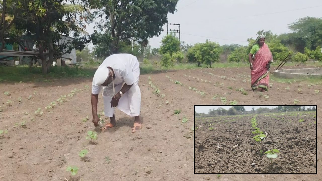 Farmers News: 15 दिवसांपासून पावसाचा पत्ता नाही; शेवगावच्या शेतकऱ्यांवर दुबार पेरणीची वेळ