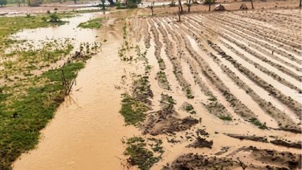 Wardha News: आष्टीत महापुराचा तडाखा; शेकडो हेक्टर खरीप पिकांचे नुकसान, तातडीच्या मदतीची मागणी