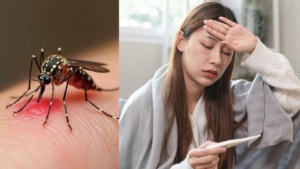 Dengue: पावसाळ्यात वाढतो डेंग्यूचा धोका; ‘ही’ लक्षणे दिसताच वेळीच व्हा सावध; जाणून घ्या
