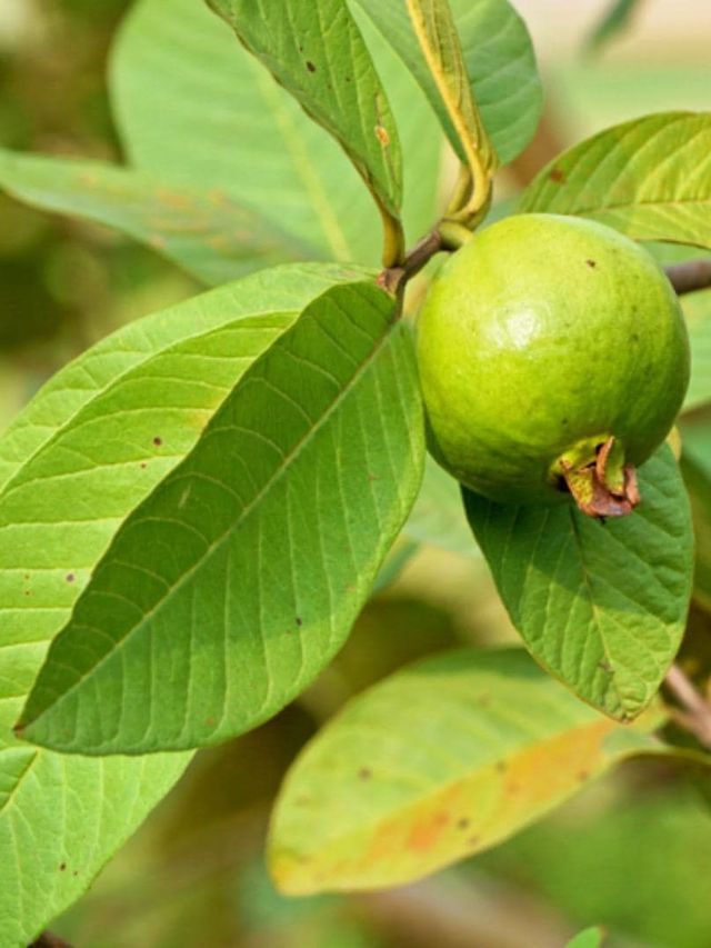 पेरूची पाने आरोग्यासाठी आहेत अत्यंत फायदेशीर