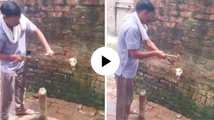 अरे बापरे! श्वानाचं डोक अडकलं भिंतीत… डोकं आत आणि शरीर बाहेर, पाहून यूजर्सना बसला धक्का; Video Viral