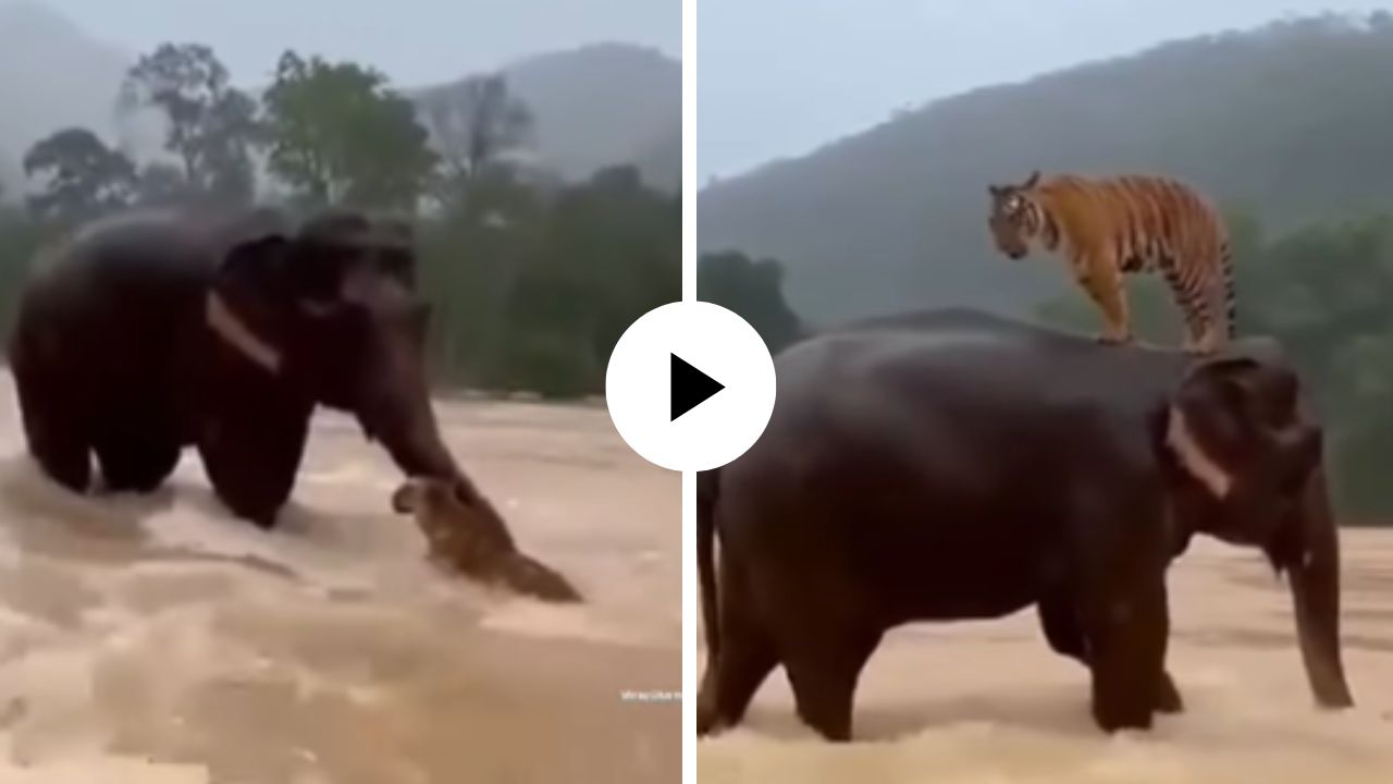 एआय की निसर्गाचा चमत्कार! हत्तीने वाचवले वाघाचे प्राण, दृष्य पाहून यूजर्सना बसला आश्चर्याचा धक्का; Video Viral