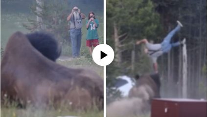 कुणाला विचारुन फोटो काढला? पर्यटकावर जंगली बैल झाला नाराज, धावत आला अन् ८ फूट उंचावर व्यक्तीला हवेतच फेकले…; VideoViral
