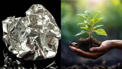 वापरलेल्या Aluminium Foil च्या मदतीने झाडांना मिळेल पोषण, ४ सोप्या पद्धती जाणून घ्या