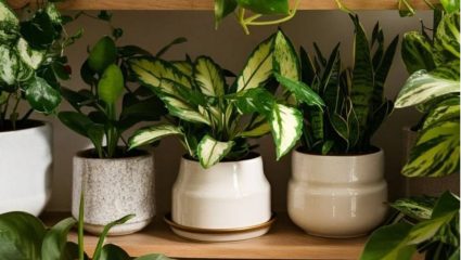 Mosoon Tips : कीटकांपासून नैसर्गिक संरक्षण हवंय? पावसाळ्यात घरात लावा हे 4 इंडोर प्लांट्स; डास-माश्यांचा त्रास होईल छुमंतर