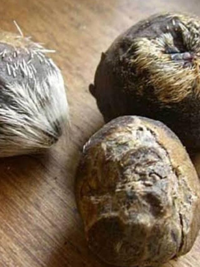 आरोग्य आणि त्वचेसाठी आश्चर्यकारक असे कस्तुरीचे फायदे जाणून घेऊया