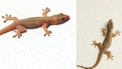 Girls Fear Lizards: मोठमोठ्या संकटांना न घाबरणाऱ्या मुली पाल पाहताच का किंचाळतात? यामागे आहे ‘हे’ वैज्ञानिक कारण