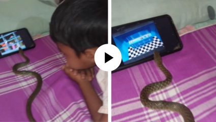 काय सांगता सापदेखील निघाला Oggy चा फॅन, चिमुकल्याच्या शेजारी बसून पाहू लागला कार्टून; मजेदार Video Viral