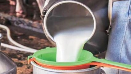 दूध घटले की भेसळ थांबली? तुकाराम मुंढेंच्या धडक कारवाईनंतर काही दूध संघांच्या संकलनात घट