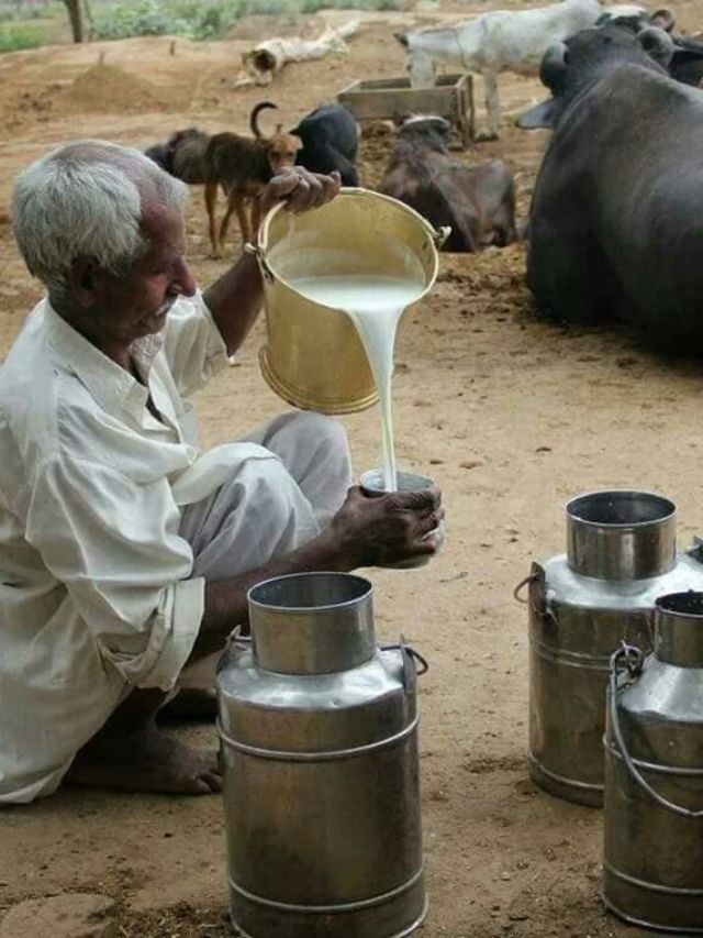 भेसळयुक्त दूध आरोग्यासाठी धोकादायक; घरच्या घरी या पद्धतीने तपासा