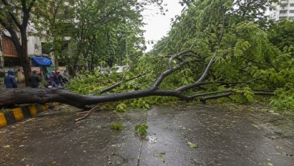 Mira Bhayandar मध्ये तीन दिवसांत 20 झाडे कोसळली; दुचाकीस्वार गंभीर जखमी, पालिकेच्या सर्वेक्षणावर प्रश्नचिन्ह