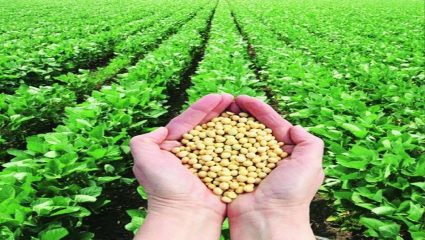 Buldhana News : बोगस बियाणेप्रकरणी गुन्हा दाखल! मध्य प्रदेश राज्यातील कंपनी; तालुका कृषी अधिकाऱ्यांची तक्रार