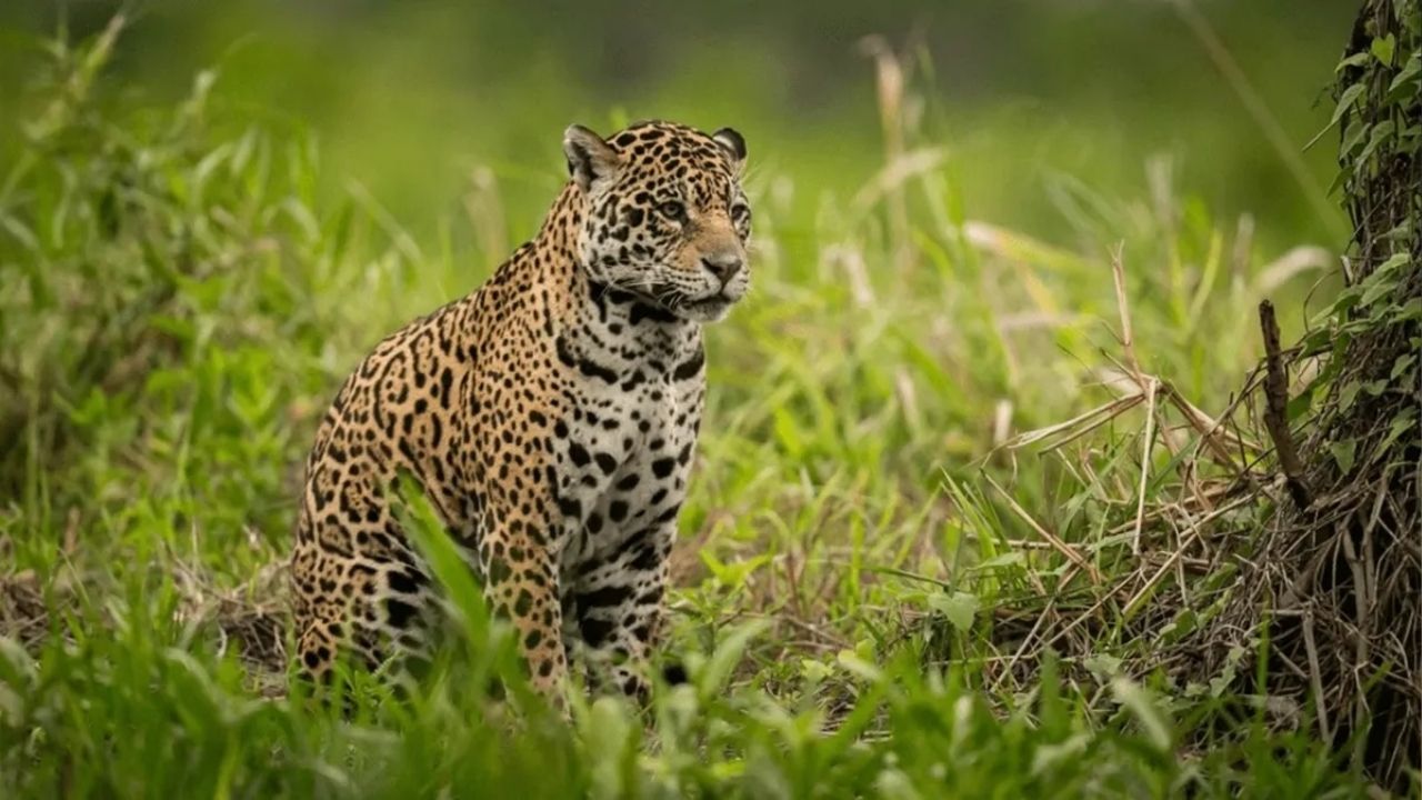 Buldhana News : धुमाकूळ घालणारा बिबट्या अखेर जेरबंद! गिरडा परिसरातील शेतकऱ्यांच्या पशुधनावर केला होता हल्ला