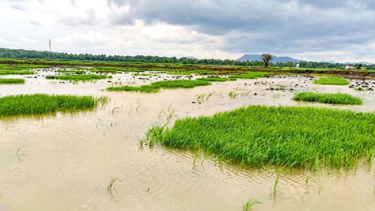Raigad News: पेणच्या बळीराजाला दिलासा; महापुरानंतर पावसाची साथ, भातशेतीत पुन्हा आशेचा अंकुर
