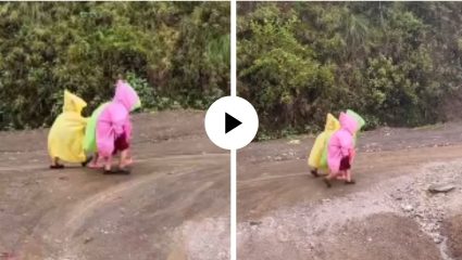 चिंटू, मिंटू, पिंटू… इवलासा रंगीत रेनकोट आणि मित्रांचा हातात हात… चिमुकल्यांच्या VIDEO ने वेधले यूजर्सचे लक्ष