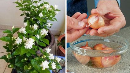 Gardening Tips : मोगऱ्याचं झाड फुलांनी बहरवायचंय? घरच्या घरी कचऱ्यापासून तयार करा नैसर्गिक द्रावण