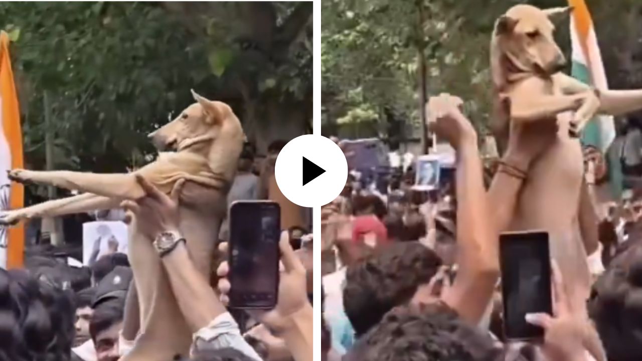 सीजेपीच्या आंदोलनात श्वानाची वाईल्ड कार्ड एंट्री, विद्यार्थ्यांना पाहताच केला जल्लोष; Video Viral