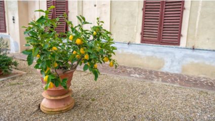 Gardening Tips : कुंडीत लिंबाचं रोप लावलंय? ही फ्री ट्रिक वापरा, लिंबांनी बहरून जाईल झाड