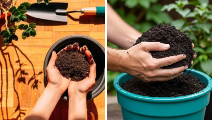 Gardening Tips: किती दिवसात बदलावी कुंडीतील माती, सोप्या टिप्स करा फॉलो