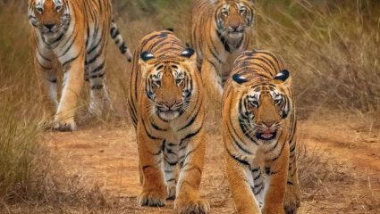 Chandrapur News: चंद्रपुरात वाघांची संख्या ३०० पार; वाढत्या मानव-वन्यजीव संघर्षामुळे व्यवस्थापनावर प्रश्नचिन्ह