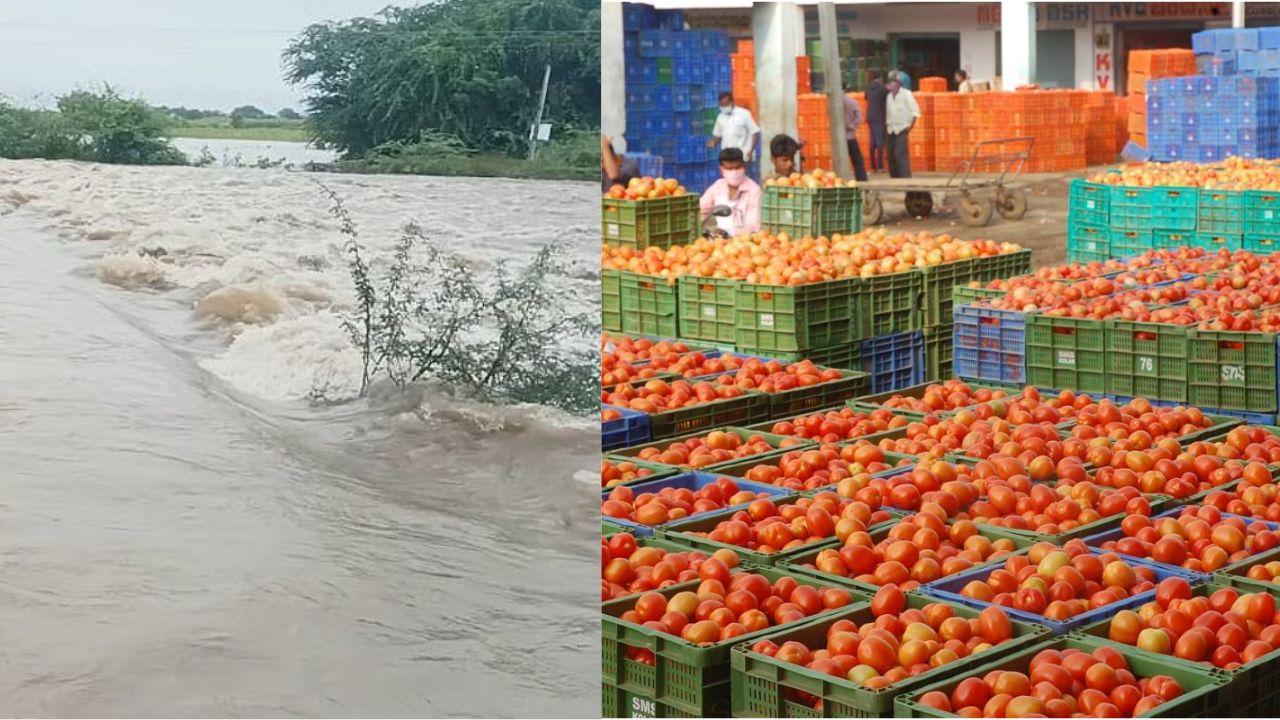 धुवाधार पावसाचा टोमॅटो उत्पादकांना मोठा फटका; शेतात पाणी साचल्याने काढणी ठप्प, उत्पादन घटीची शक्यता