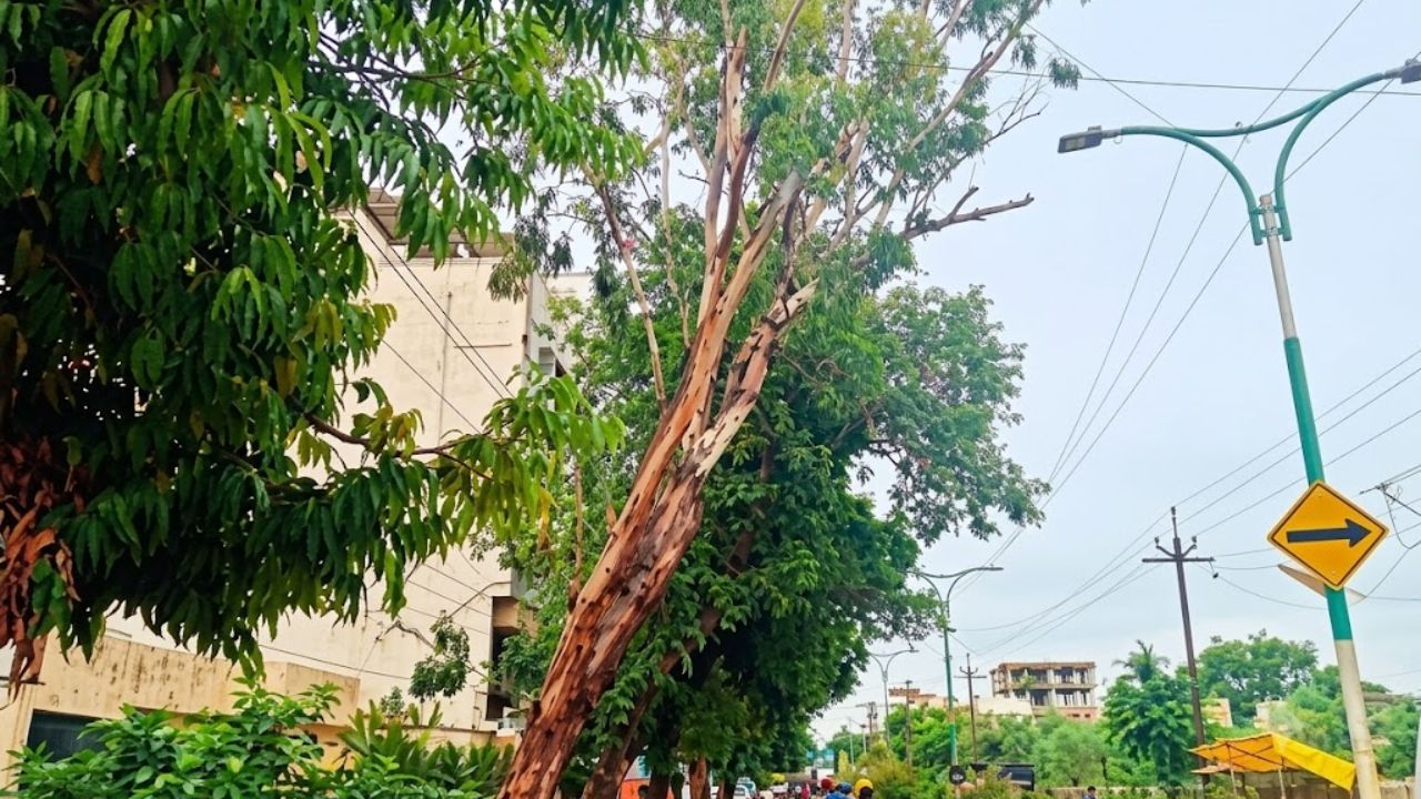 Chandrapur News: चंद्रपूरकरांच्या सुरक्षेचा प्रश्न गंभीर; महापालिकेकडे धोकादायक झाडांची नोंदच नाही
