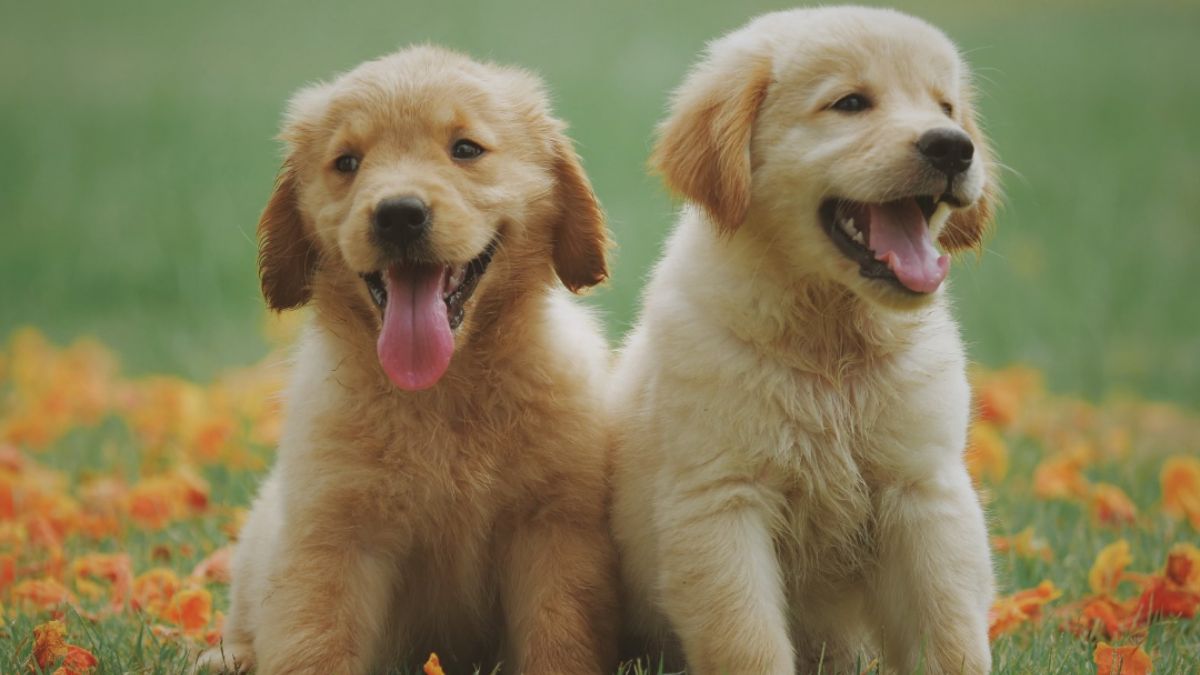 Dog Crime: कुटुंबीयांच्या जुन्यावादातुन 2 मुक्या जीवांचा बळी; छ. संभाजीनगरमधील धक्कादायक प्रकार