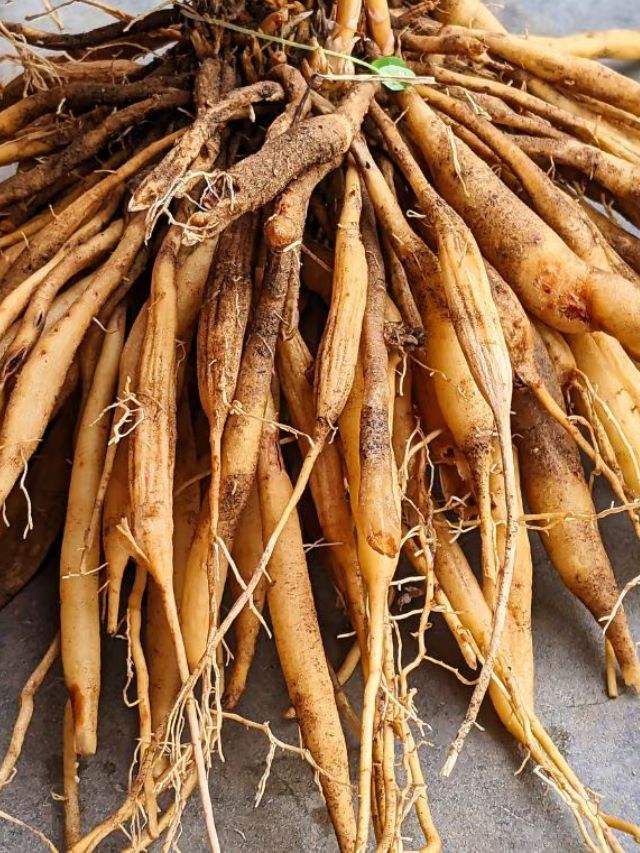 महिलांसाठी वरदान ठरते शतावरी; जाणून घ्या आरोग्यासाठी फायदे