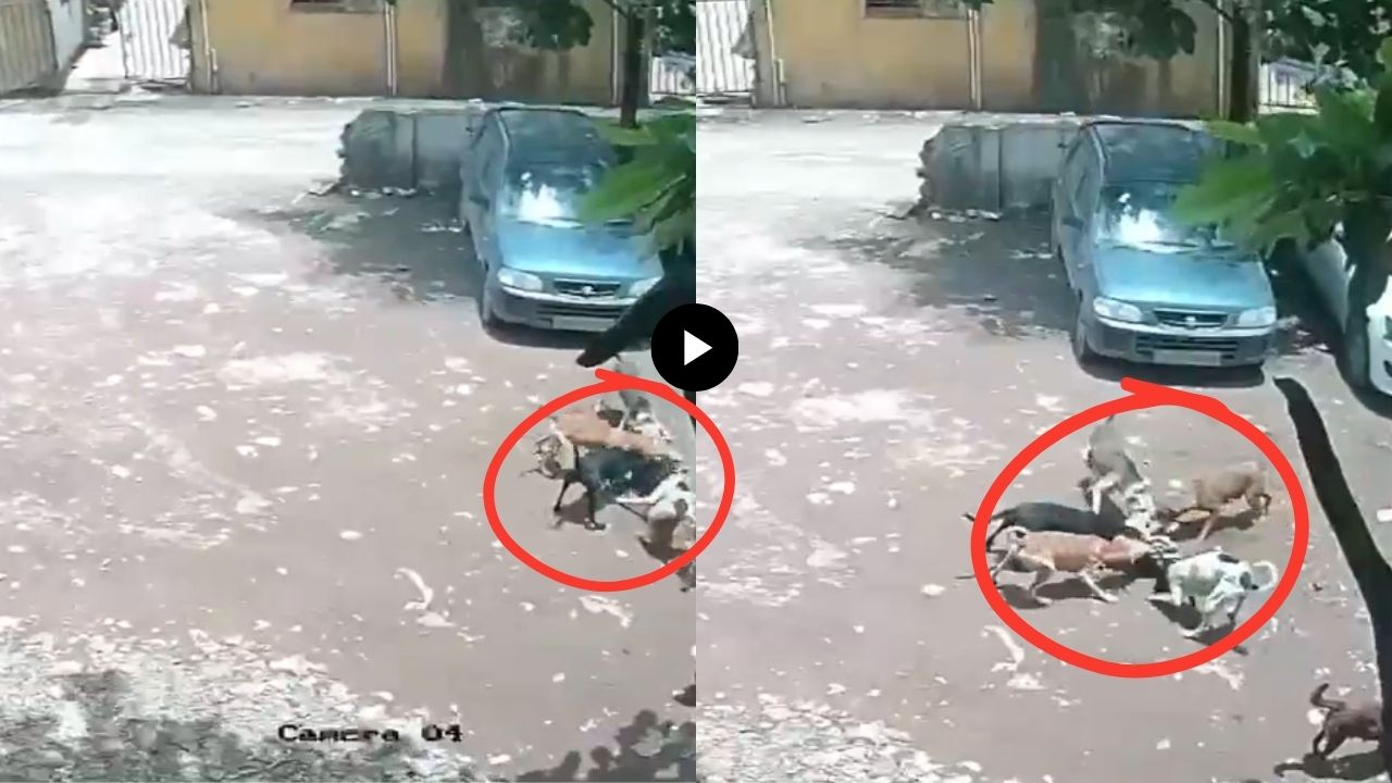 Pune News: पिंपरी-चिंचवडमध्ये चार वर्षांच्या चिमुकलीवर कुत्र्यांचा हल्ला; सीसीटीव्ही दृश्यांनी हादरले नागरिक
