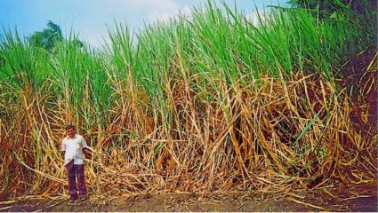 Jalgaon News: ऊस उत्पादकांसाठी दिलासादायक बातमी; ७८२ शेतकऱ्यांना मिळणार २४ लाखांहून अधिक रक्कम