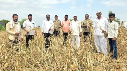 Maharashtra News: पावसाने पाठ फिरवताच शेवगावात शेतकऱ्यांवर संकट! पिकं करपली, आता जनावरं जगवायची कशी?