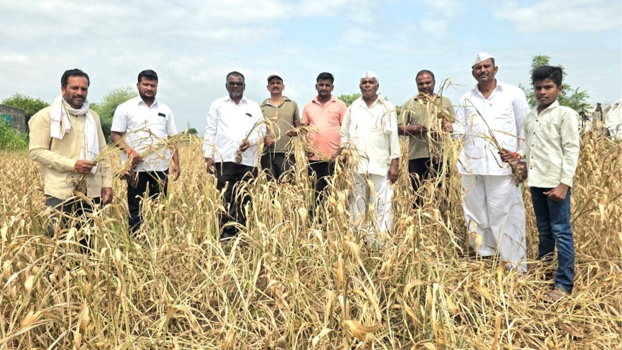 Maharashtra News: पावसाने पाठ फिरवताच शेवगावात शेतकऱ्यांवर संकट! पिकं करपली, आता जनावरं जगवायची कशी?