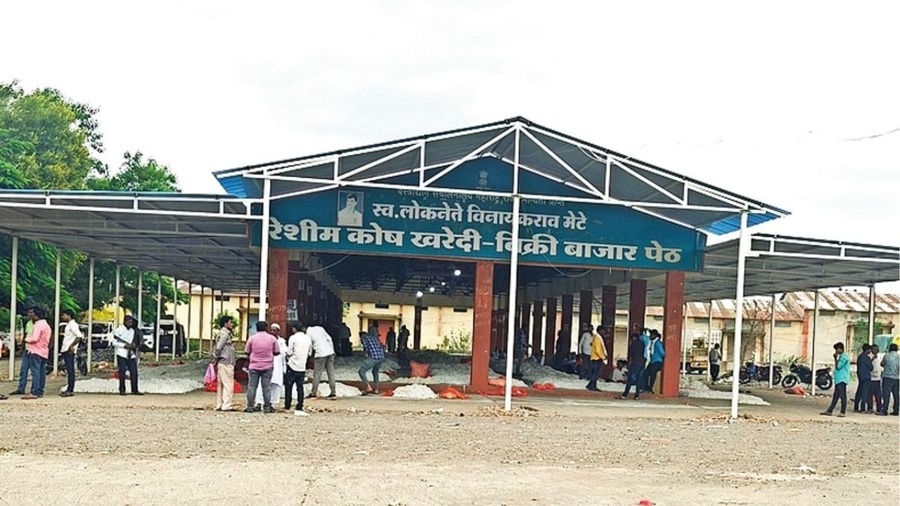 Beed News: रेशीम उत्पादकांसाठी मोठी खुशखबर! बीडमध्ये क्विंटलला मिळाला विक्रमी ९३ हजारांचा भाव