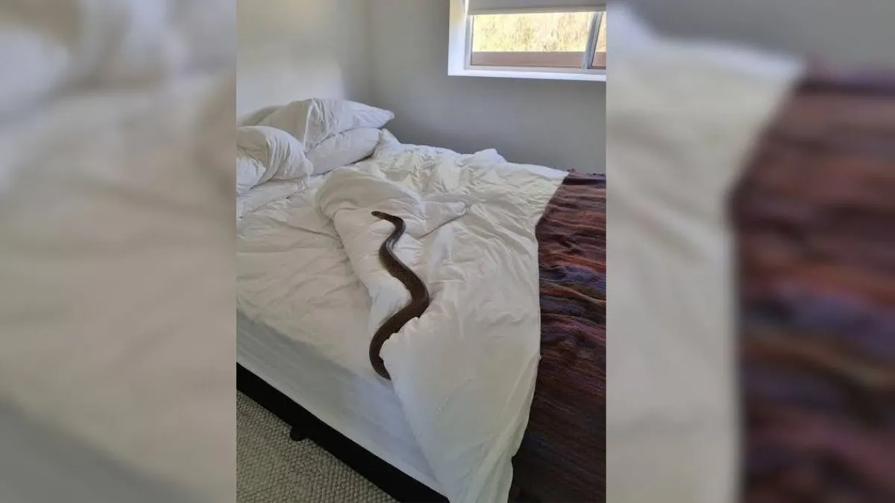 Gadchiroli Snake Bite: गडचिरोलीत अंगावर काटा आणणारी घटना ! झोपेतच विषारी सापाचा 6 विद्यार्थिनींना दंश, तिघींचा मृत्यू