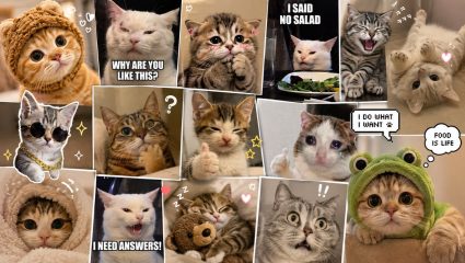 International Cat Day : घरात मांजर पाळण्याचे ‘हे’ 5 आरोग्यदायी फायदे तुम्हाला माहीत आहेत का? वाचा ‘ही’ विशेष माहिती
