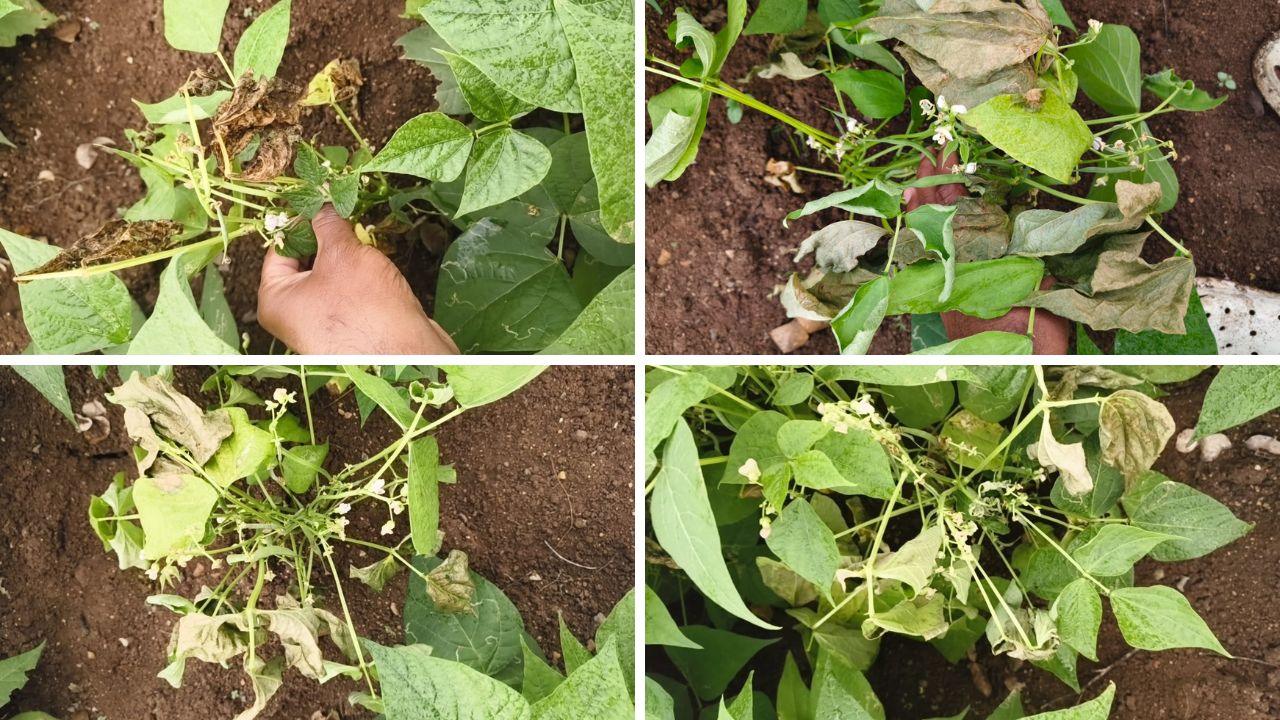 Satara Ghevda Farmers News: दिल्लीत मान पण पीक विम्यात नापास! कोरेगावचा प्रसिद्ध घेवडा संकटात; शेतकरी आक्रमक