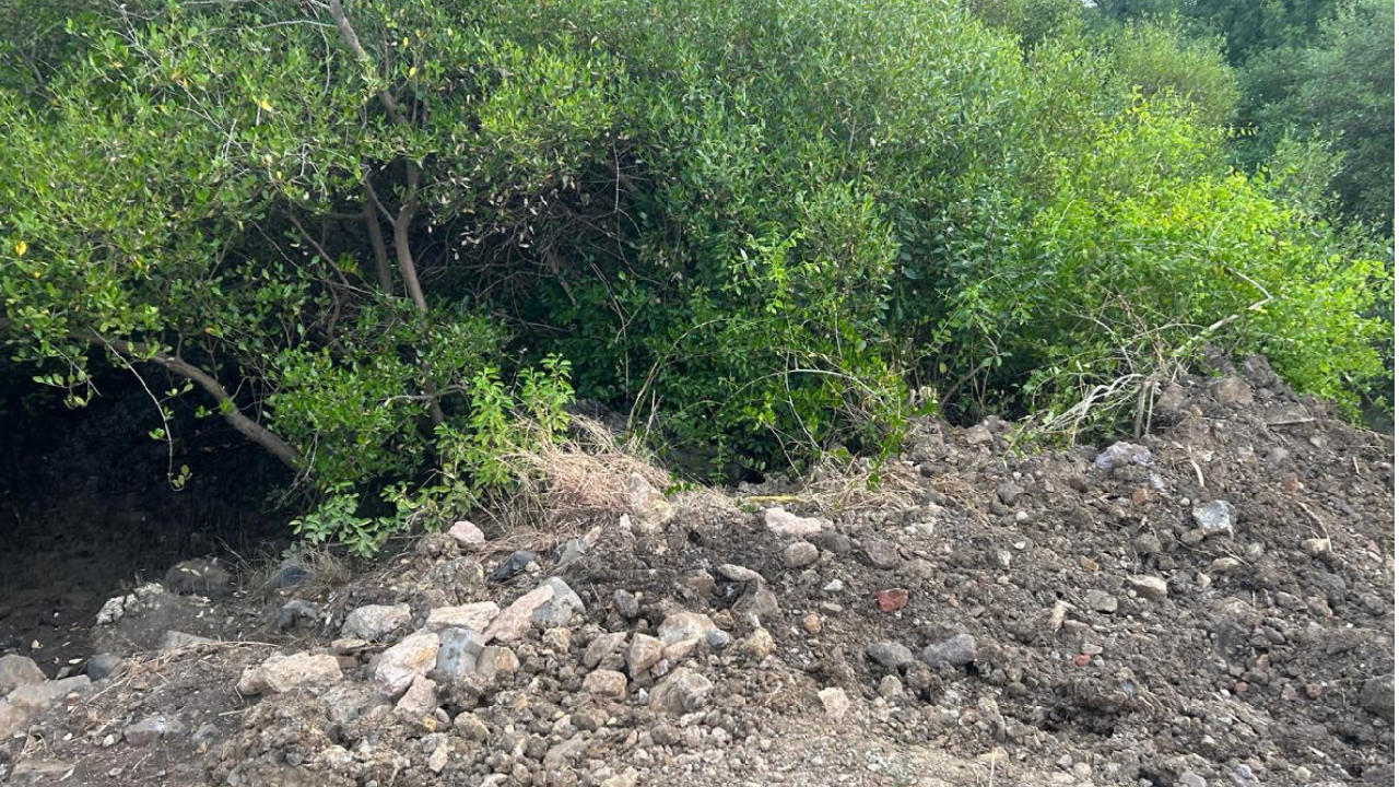 Vasai Virar Mangrove Scam : हव्यासापोटी कांदळवनांची कत्तल सुरूच! 200 हून अधिक गुन्हे दाखल, पण तपासावर मोठं प्रश्नचिन्ह