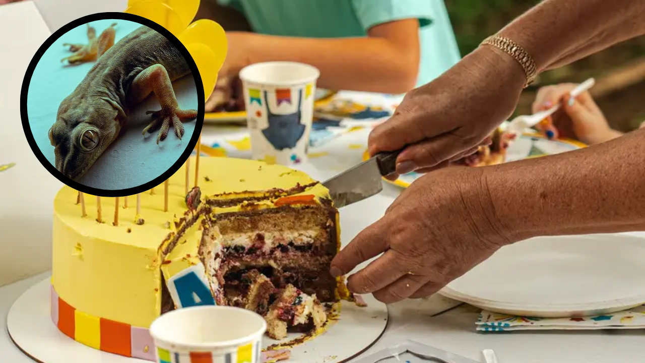 Nalasopara News Lizard In Cake : धक्कादायक! केकमध्ये आढळली पाल, नालासोपाऱ्यात खळबळ… 11 जणांची प्रकृती बिघडली