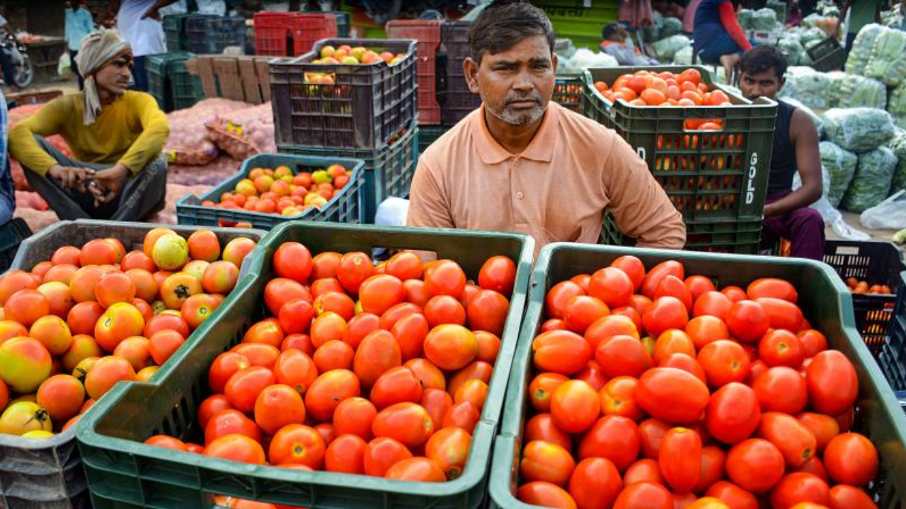 Tomato Price Drop : शेतकऱ्यांची नामुष्की! लागवडीचा खर्चही पाण्यात, दरात मोठी घसरण; 20 किलोच्या क्रेटला अवघा 100 ते 125 रुपयांत