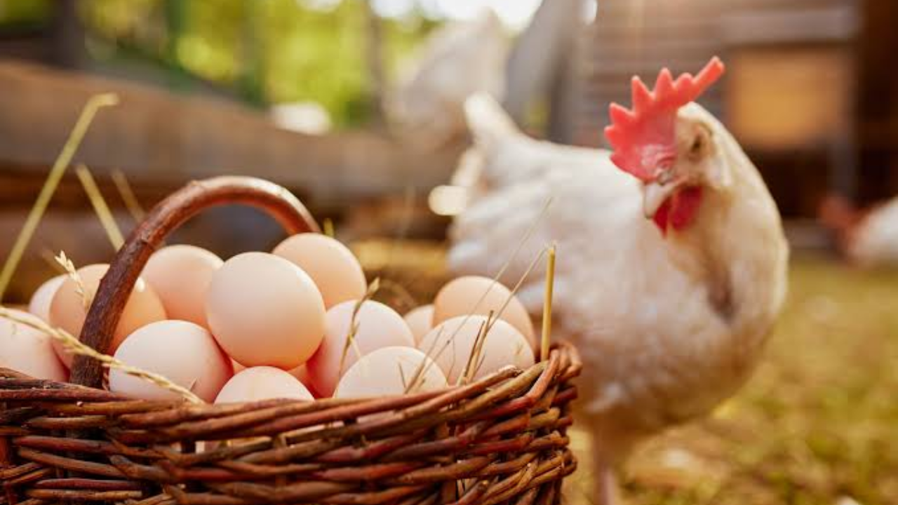 Chicken Price Hike : आधी भाजीपाला, मग अंडी अन् नंतर चिकनचा नंबर? श्रावण महिना संपताच खवय्यांच्या खिशाला बसणार मोठा झटका!