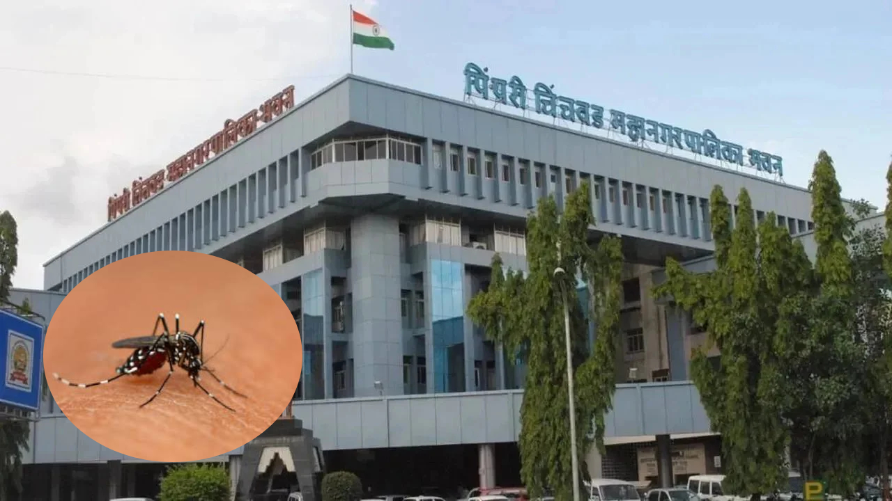 नुसतं थैमान अन् उपद्रव! पिंपरी-चिंचवडमध्ये Dengue चा डंख; ऑगस्टच्या पंधरवड्यात तब्बल…